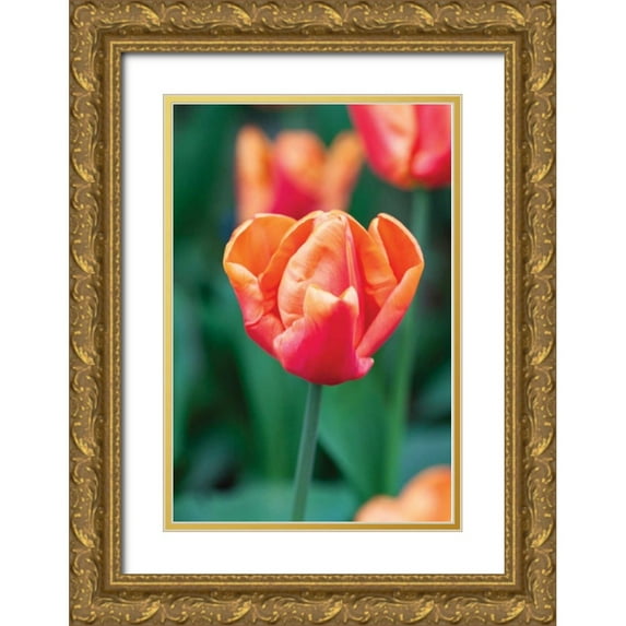 Styber, Dana 13x18 Gold Ornate Wood Framed with Double Matting Museum Art Print Titled - Emperor Tulip I