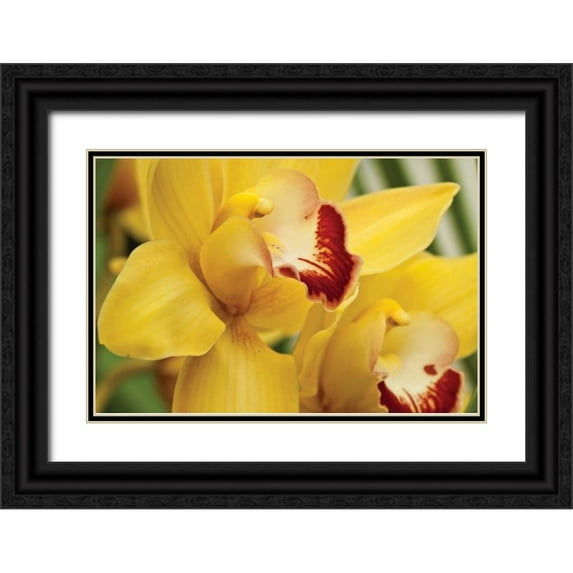 Styber, Dana 14x11 Black Ornate Wood Framed with Double Matting Museum Art Print Titled - Lemon Orchid II