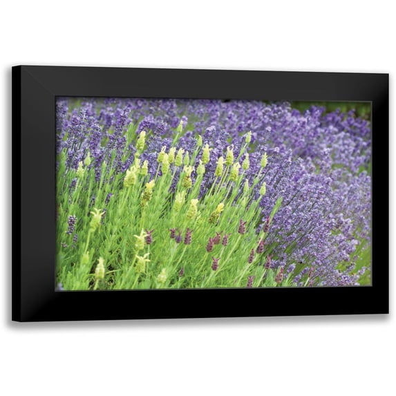 Styber, Dana 18x13 Black Modern Framed Museum Art Print Titled - Flowing Lavender I