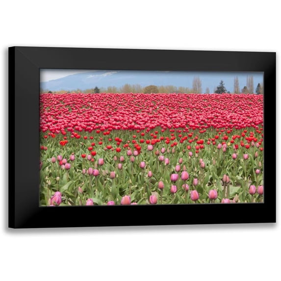 Styber, Dana 18x13 Black Modern Framed Museum Art Print Titled - Red Tulip Mound I