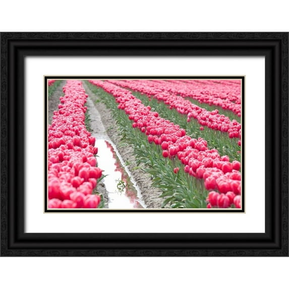 Styber, Dana 18x13 Black Ornate Wood Framed with Double Matting Museum Art Print Titled - Rainy Tulip Field
