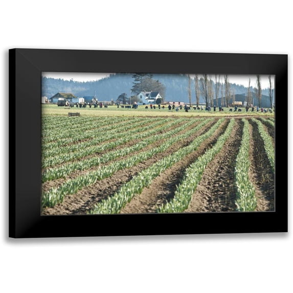 Styber, Dana 24x17 Black Modern Framed Museum Art Print Titled - Daffodil Harvest II