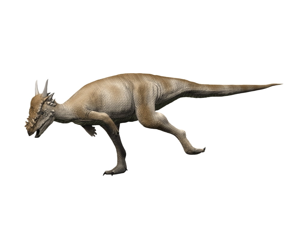 Stygimoloch is a pachycephalosaurid dinosaur Canvas Art - Nobumichi TamuraStocktrek Images (33 x 25)