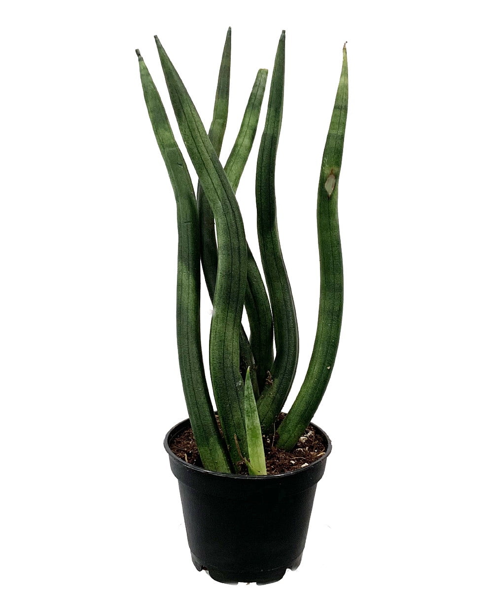 Stylized Bamboo Shoots Snake Plant - Fairy Garden/House Plant - 2" Pot
