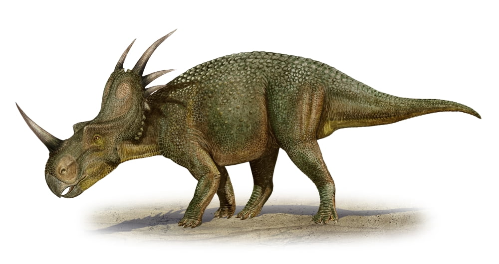Styracosaurus albertensis a prehistoric era dinosaur Canvas Art - Sergey KrasovskiyStocktrek Images (19 x 11)