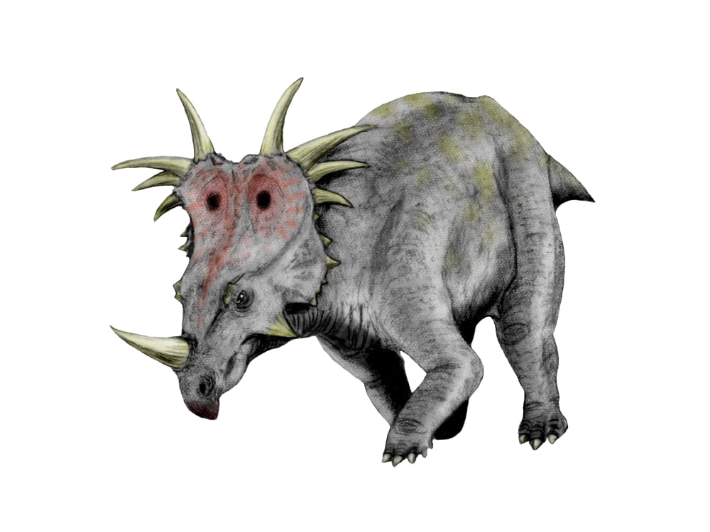 Styracosaurus dinosaur Canvas Art - Nobumichi TamuraStocktrek Images (33 x 25)