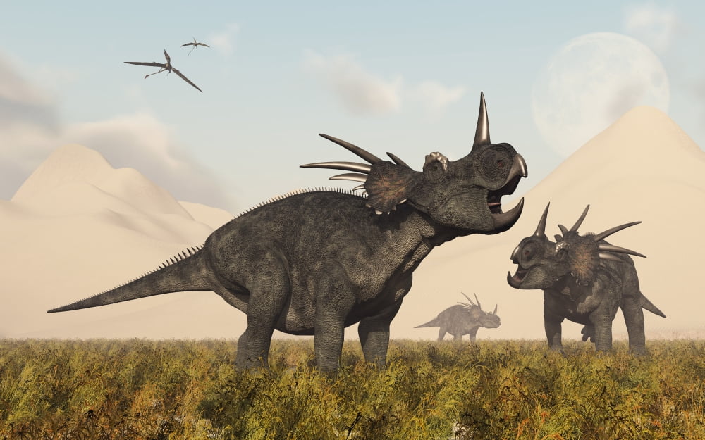 Styracosaurus dinosaurs calling out to each other Canvas Art - Mark StevensonStocktrek Images (36 x 23)