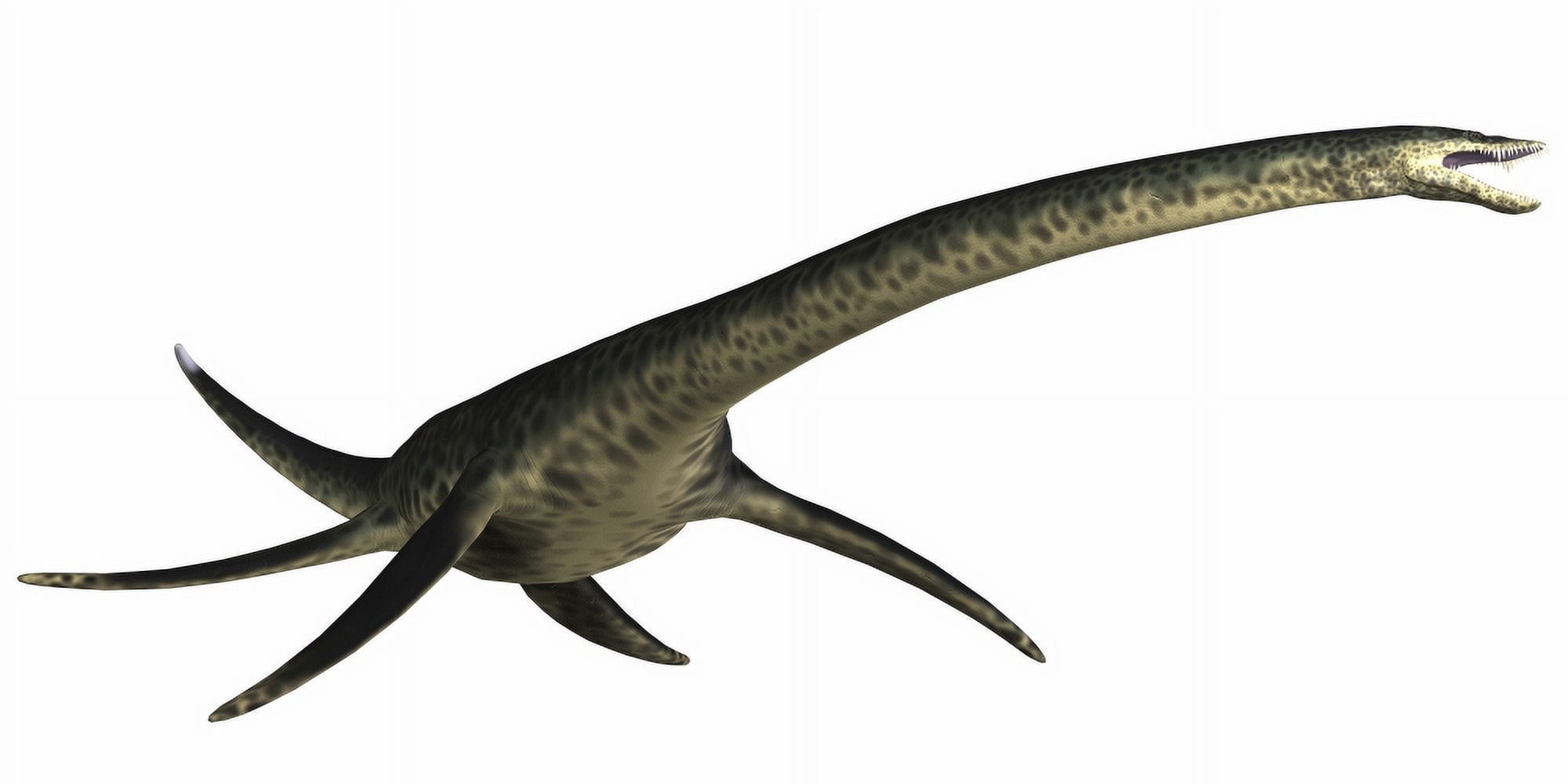 Styxosaurus marine reptile from the Cretaceous Period Canvas Art - Corey FordStocktrek Images (40 x 20)