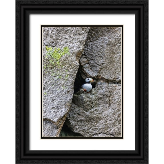 Su, Keren 14x18 Black Ornate Wood Framed with Double Matting Museum Art Print Titled - Horned Puffin-Fratercula comiculata-Cape Archen-Bering Sea-Russian Far East