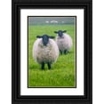 thumbnail image 1 of Su, Keren 17x24 Black Ornate Wood Framed with Double Matting Museum Art Print Titled - Blackface ewe-Northumberland-England-UK, 1 of 4