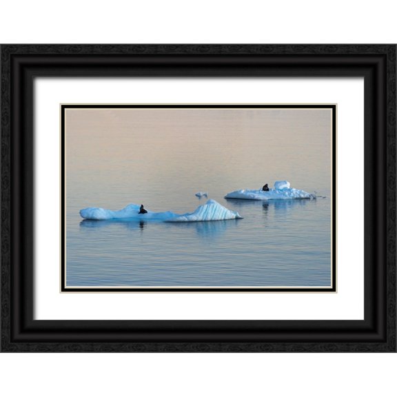 Su, Keren 18x13 Black Ornate Wood Framed with Double Matting Museum Art Print Titled - Antarctic Fur Seal on floating ice in South Atlantic Ocean-Antarctica