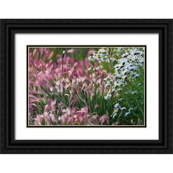 Su, Keren 18x13 Black Ornate Wood Framed with Double Matting Museum Art Print Titled - Wild barley-Hardeuom-Anadyr-Chukotka Autonomous Okrug-Russia