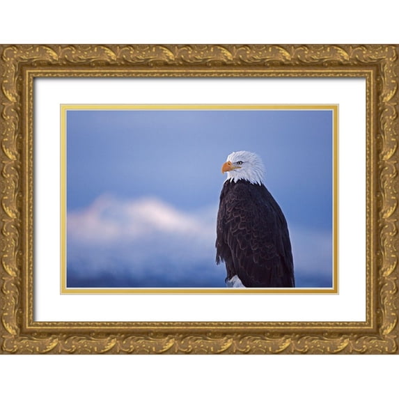 Su, Keren 18x13 Gold Ornate Wood Framed with Double Matting Museum Art Print Titled - Bald Eagle-Homer-Alaska-USA