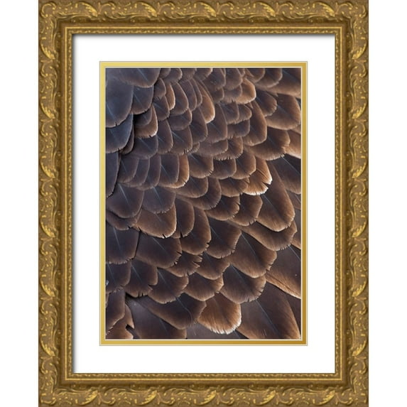 Su, Keren 18x24 Gold Ornate Wood Framed with Double Matting Museum Art Print Titled - Close-up of Bald Eagle feather-Homer-Alaska-USA