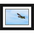 thumbnail image 1 of Su, Keren 24x17 Black Ornate Wood Framed with Double Matting Museum Art Print Titled - Atlantic Puffins-Fratercula arctica-flying and carrying fish in its beak-Northumberland-UK, 1 of 4
