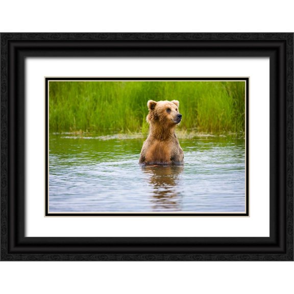 Su, Keren 24x17 Black Ornate Wood Framed with Double Matting Museum Art Print Titled - Brown Bear standing on Brooks River-Katmai National Park-Alaska-USA