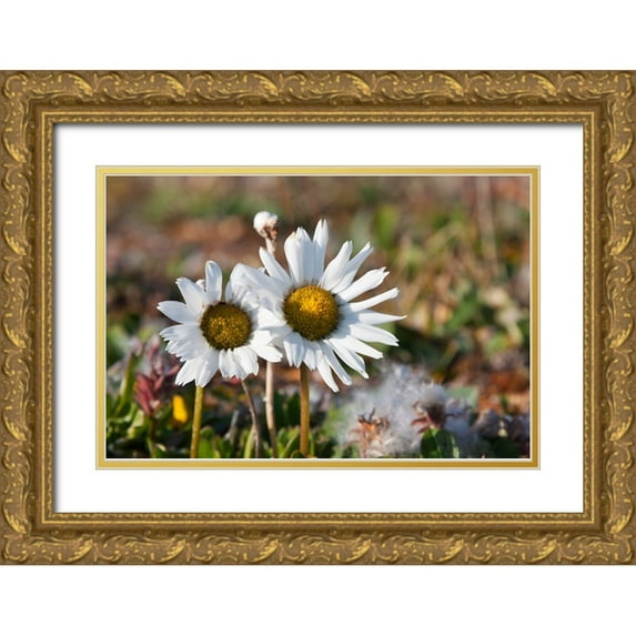 Su, Keren 24x17 Gold Ornate Wood Framed with Double Matting Museum Art Print Titled - Arctic Chrysanthemum-Chrysanthemum arcticum-Cape Onman-Chukchi Sea-Russia Far East