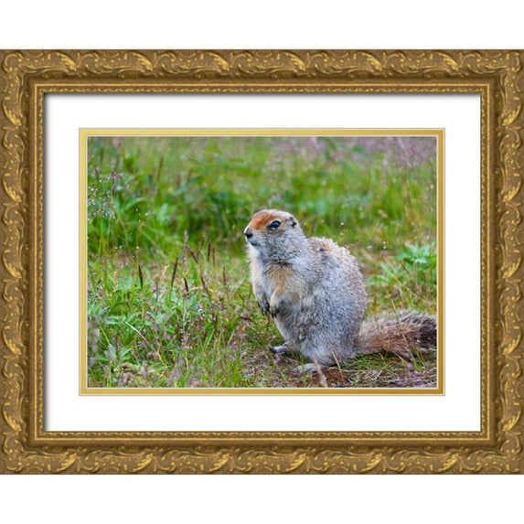 Su, Keren 24x18 Gold Ornate Wood Framed with Double Matting Museum Art Print Titled - Ground squirrel-Chukchi Peninsula-Russian Far East