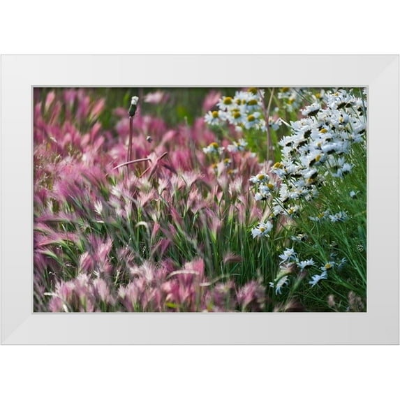 Su, Keren 24x18 White Modern Wood Framed Museum Art Print Titled - Wild barley-Hardeuom-Anadyr-Chukotka Autonomous Okrug-Russia