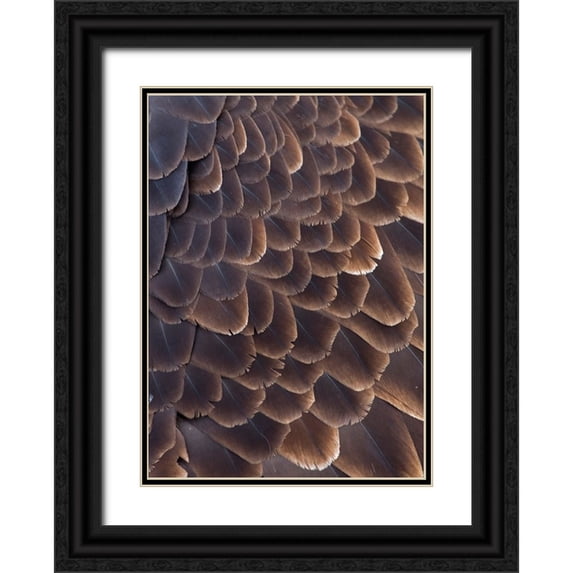Su, Keren 24x32 Black Ornate Wood Framed with Double Matting Museum Art Print Titled - Close-up of Bald Eagle feather-Homer-Alaska-USA