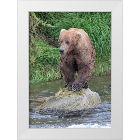 Su, Keren 24x32 White Modern Wood Framed Museum Art Print Titled - Brown Bear catching salmon in Brooks River-Katmai National Park-Alaska-USA