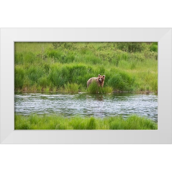 Su, Keren 32x21 White Modern Wood Framed Museum Art Print Titled - Brown Bear in Brooks River-Katmai National Park-Alaska-USA