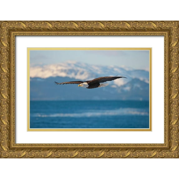 Su, Keren 32x22 Gold Ornate Wood Framed with Double Matting Museum Art Print Titled - Bald Eagle flying over the ocean-snow mountain in the distance-Homer-Alaska-USA