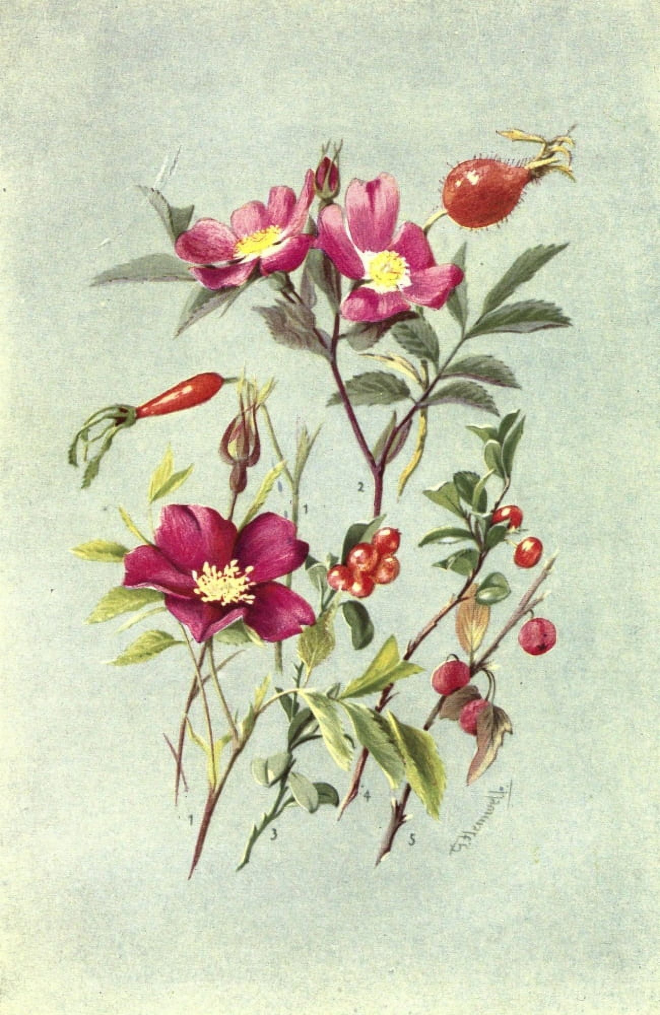 Sub-Alpine Plants 1912 Alpine Rose et al Canvas Art - George J Flemwell (18 x 24)
