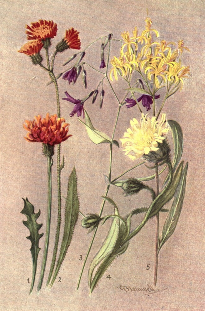 Sub-Alpine Plants 1912 Crepis Aurea et al Canvas Art - George J Flemwell (18 x 24)