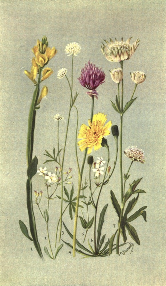 Sub-Alpine Plants 1912 Genista et al Canvas Art - George J Flemwell (18 x 24)
