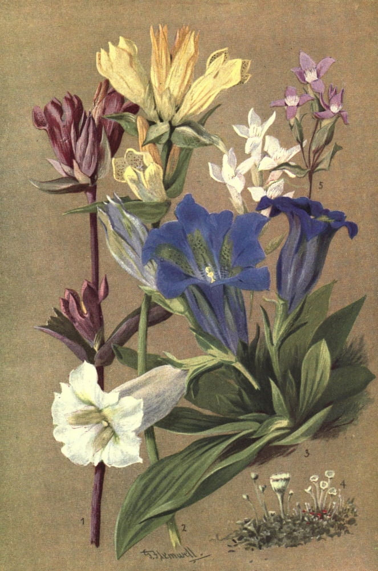 Sub-Alpine Plants 1912 Gentiana et al Canvas Art - George J Flemwell (18 x 24)