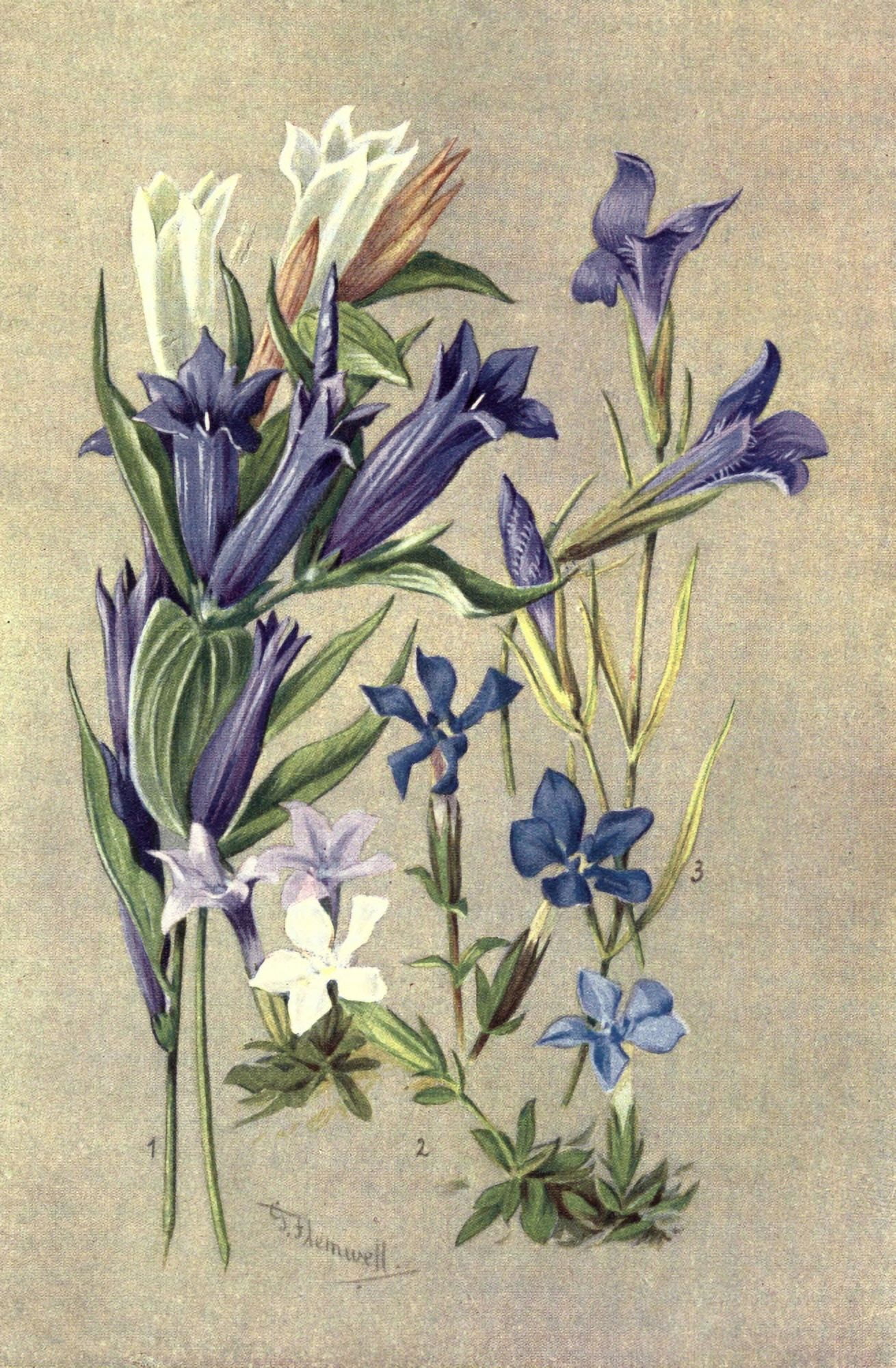 Sub-Alpine Plants 1912 Gentians Canvas Art - George J Flemwell (18 x 24)