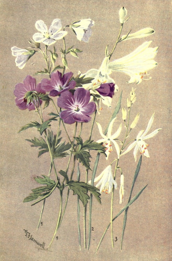 Sub-Alpine Plants 1912 Geranium Sylvaticum et al Canvas Art - George J Flemwell (18 x 24)