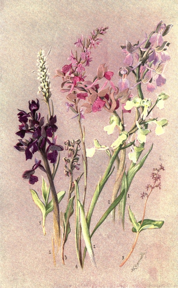 Sub-Alpine Plants 1912 Gymnadenia et al Canvas Art - George J Flemwell (18 x 24)