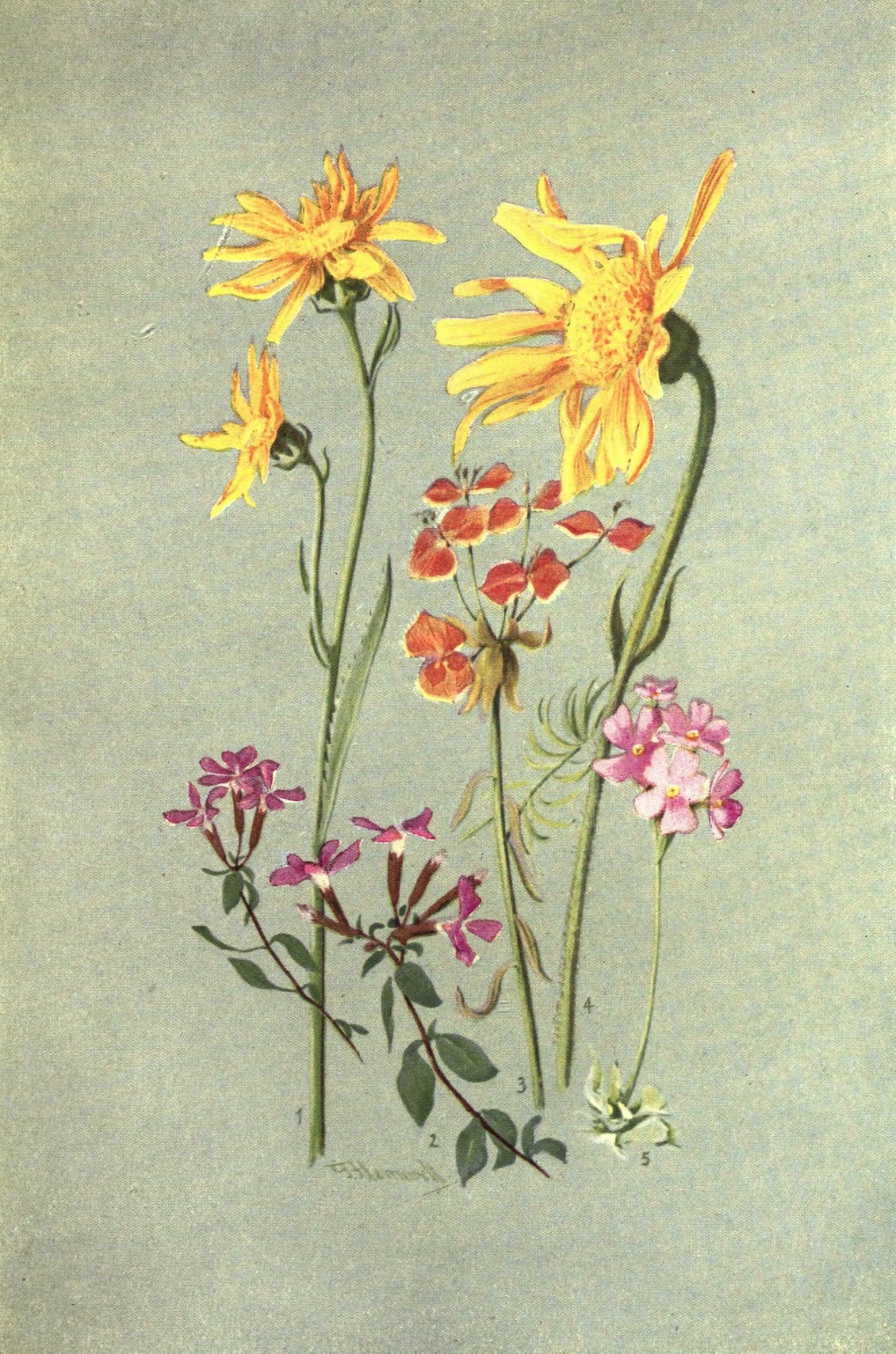 Sub-Alpine Plants 1912 Senecio et al Canvas Art - George J Flemwell (18 x 24)