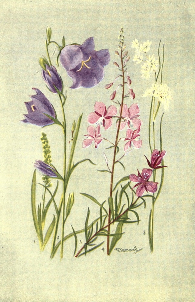 Sub-Alpine Plants 1912 Tofieldia et al Canvas Art - George J Flemwell (18 x 24)