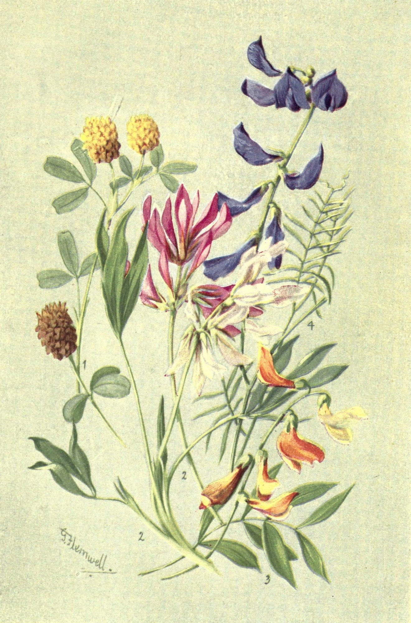 Sub-Alpine Plants 1912 Trifolium et al Canvas Art - George J Flemwell (18 x 24)