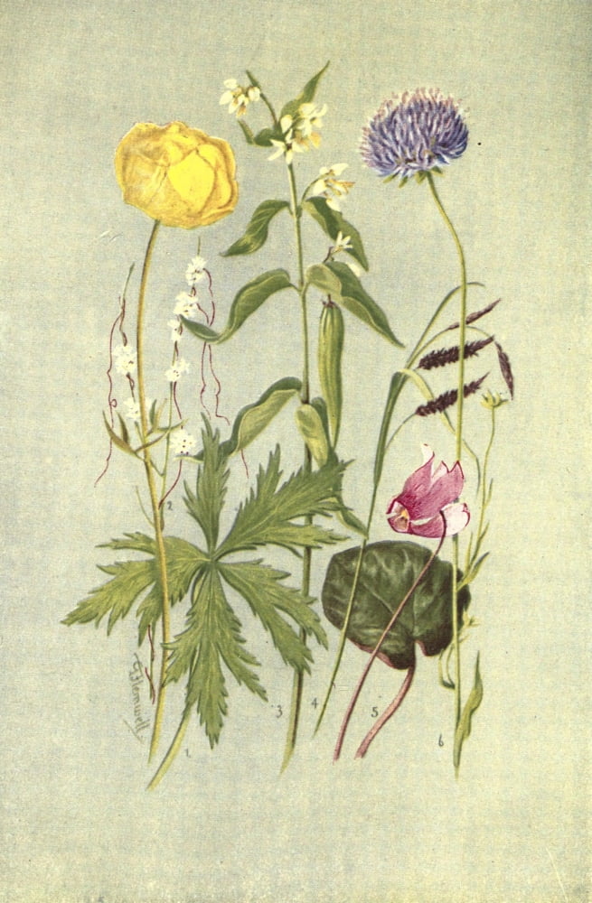 Sub-Alpine Plants 1912 Trollius et al Canvas Art - George J Flemwell (18 x 24)