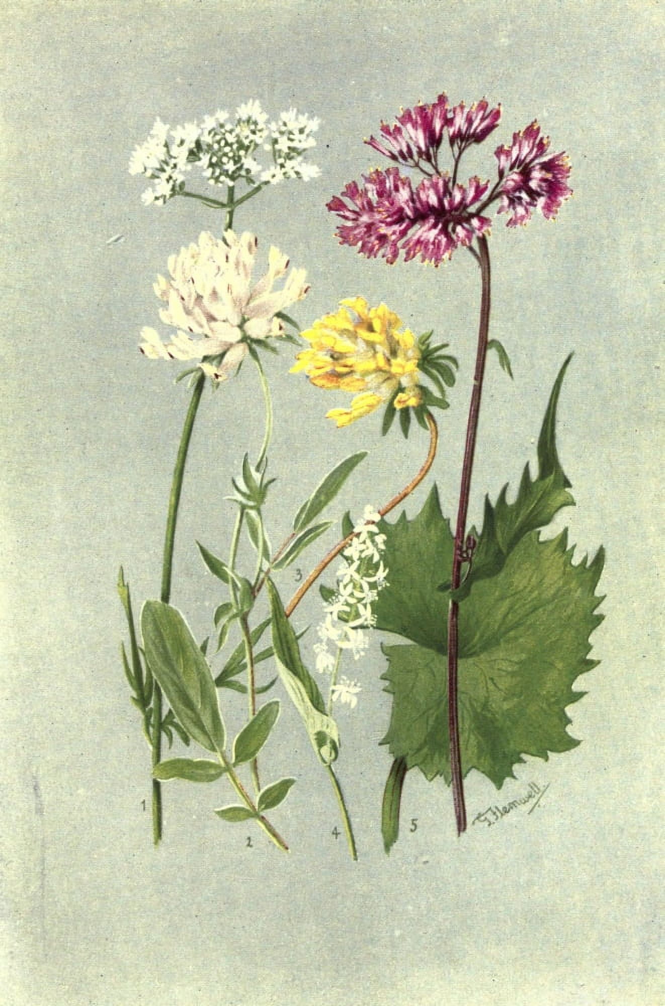 Sub-Alpine Plants 1912 Valeriana et al Canvas Art - George J Flemwell (18 x 24)
