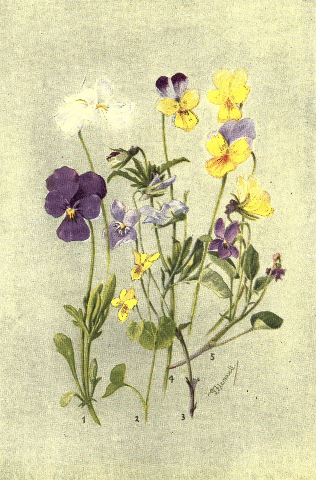 Sub-Alpine Plants 1912 Viola et al Canvas Art - George J Flemwell (18 x 24)