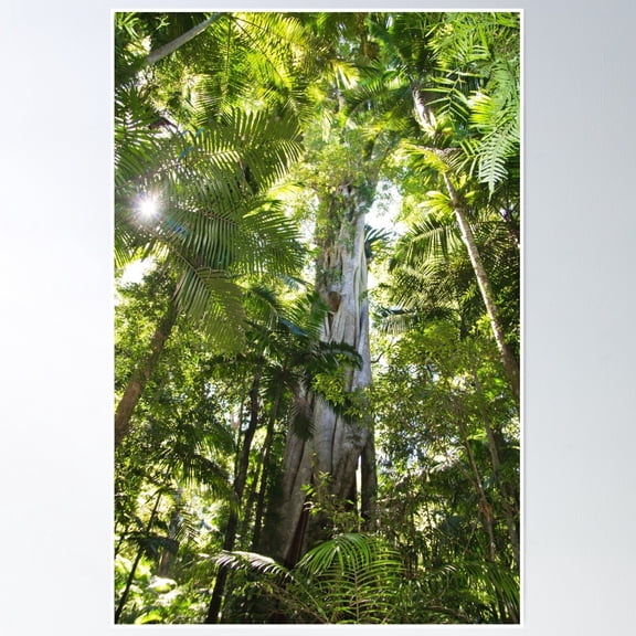Sub-Tropical Rainforest And Majestic Fig Tree Reaching To The Sky Poster Wall Art
