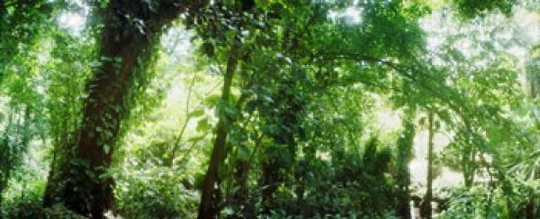 Subtropical forest of Parque Lage Jardim Botanico Corcovado Rio de Janeiro Brazil Canvas Art - Panoramic Images (15 x 6)