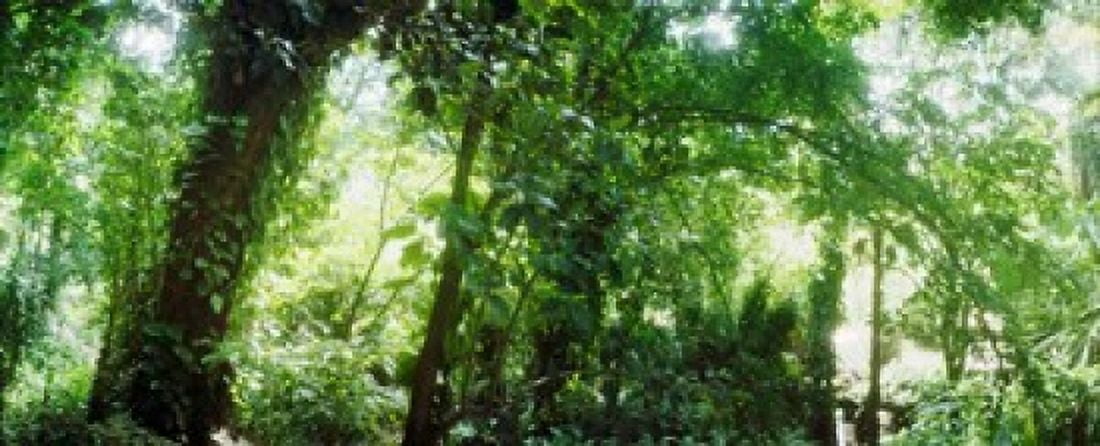 Subtropical forest of Parque Lage Jardim Botanico Corcovado Rio de Janeiro Brazil Canvas Art - Panoramic Images (30 x 12)