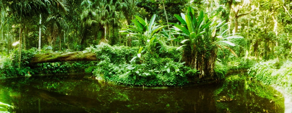 Subtropical forest of Parque Lage Jardim Botanico Corcovado Rio de Janeiro Brazil Canvas Art - Panoramic Images (32 x 12)