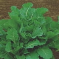 thumbnail image 1 of Subzero Kale Cover Crop 1 Oz~8,000 Seeds – Brassica oleracea – Non-GMO Hybrid – Cold-Tolerant Forage for Livestock, Deer & Wildlife – Annual Brassica – Fast-Growing Winter Hardy Greens – 55–70 Days, 1 of 5