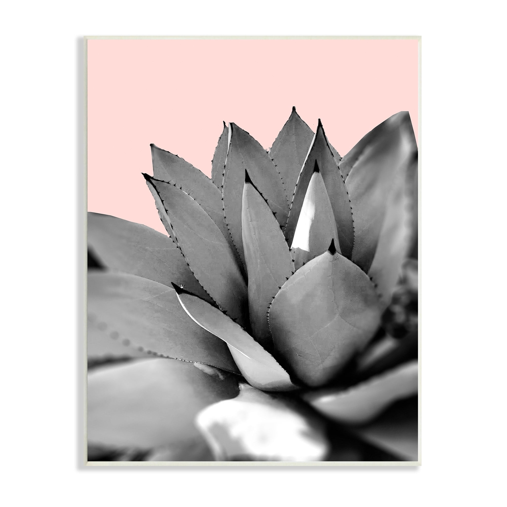 Succulent 10 in x 15 in Framed Photographic Wall Art, by Stupell Home Décor