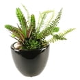 thumbnail image 1 of Succulent, Aloe and Echeveria in Round Ceramic Planter, 1 of 3