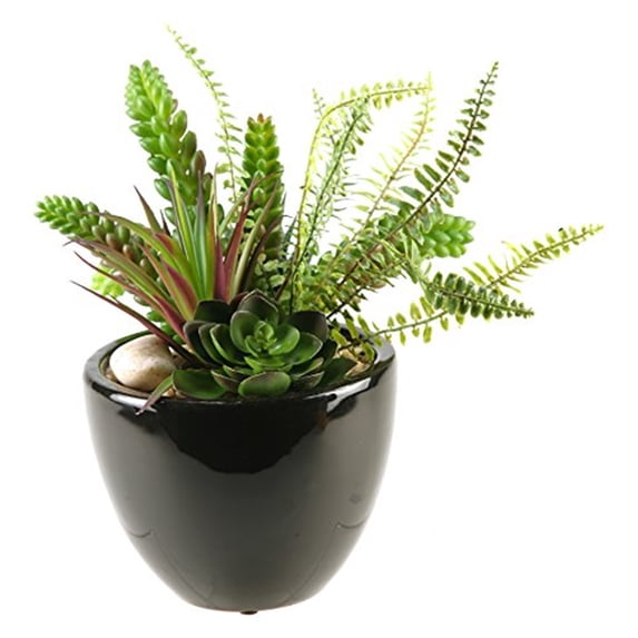 Succulent, Aloe and Echeveria in Round Ceramic Planter
