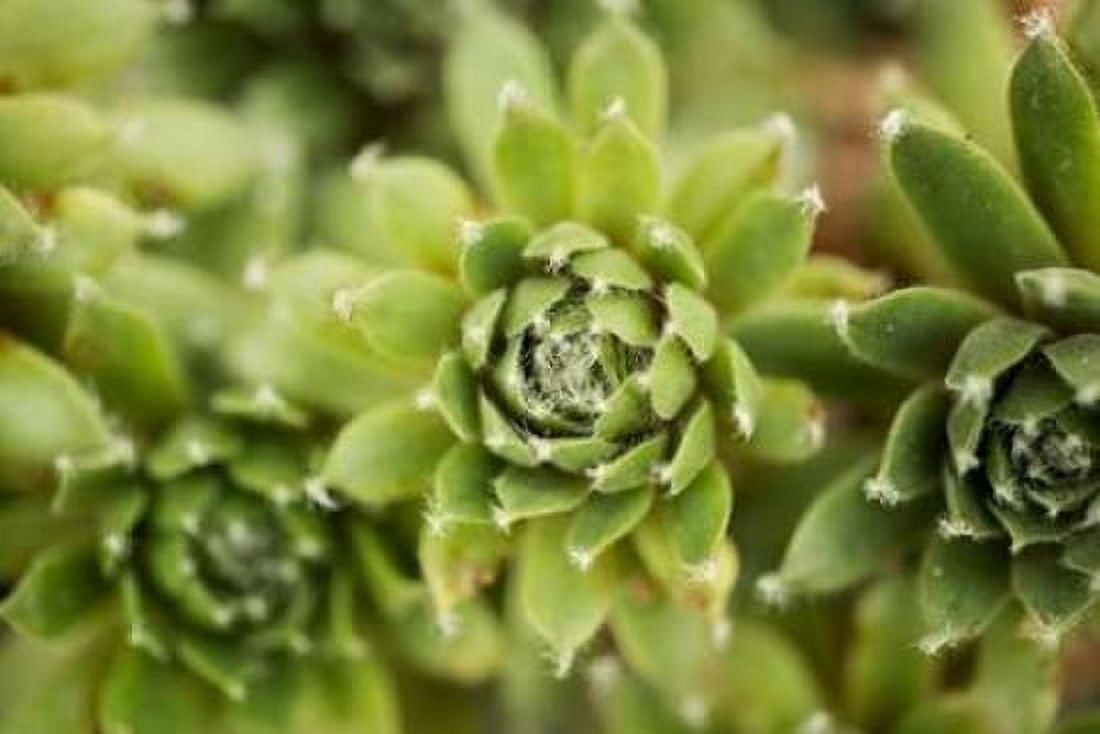 Succulent Array Canvas Art - Erin Berzel (24 x 36)