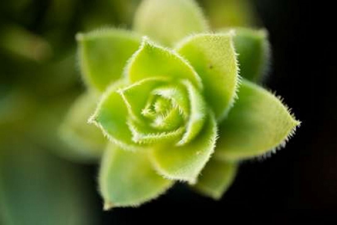 Succulent Blossom I Canvas Art - Erin Berzel (12 x 18)